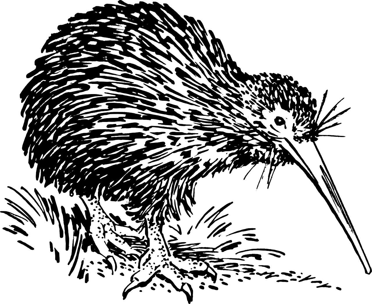 kiwi-153466_1280-5413541